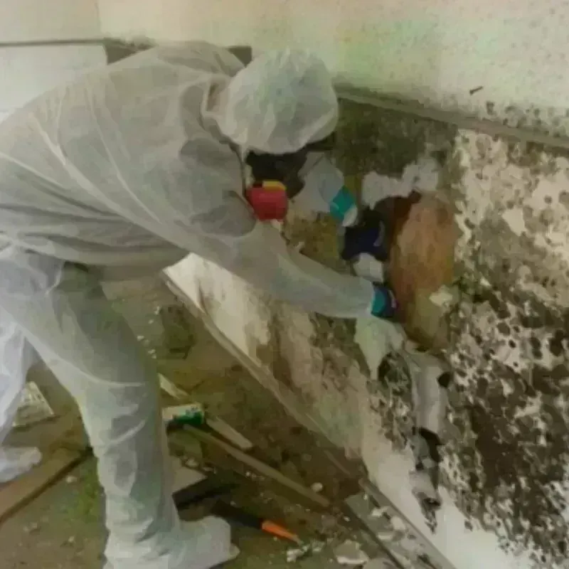 Mold Remediation and Removal in Enola, PA